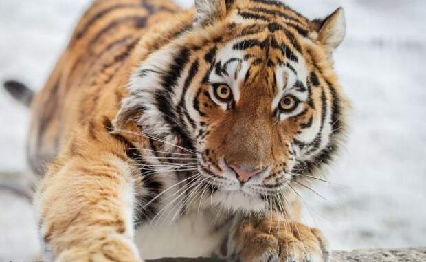 В Хабаровском крае на заготовщика леса напал тигр по пути в туалет
