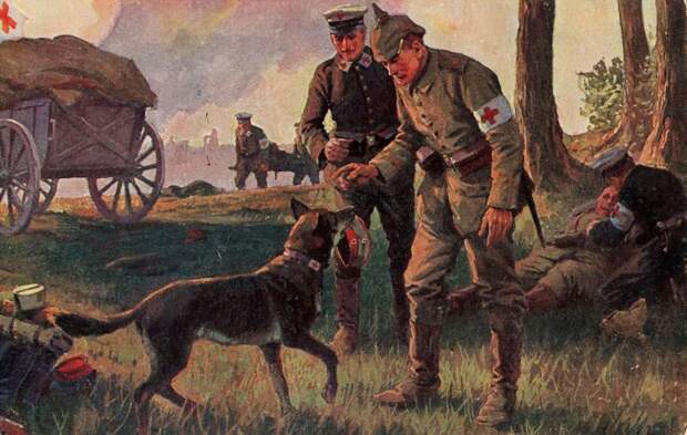 Галерея животных, втянутых людьми в мировую бойню Галерея животных, втянутых людьми в мировую бойню факты, мировая война, животные