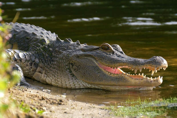 Daily Mail: в Замбии мужчину, убегавшего от слонов, загрыз крокодил