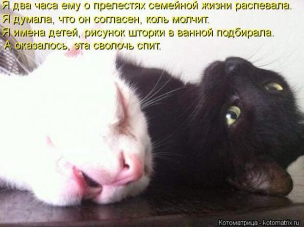 Котоматрицы(картинки с надписями)