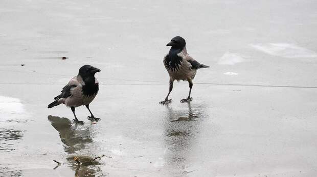 Синоптик Тишковец сообщил о начале первой в 2026 году оттепели в Москве