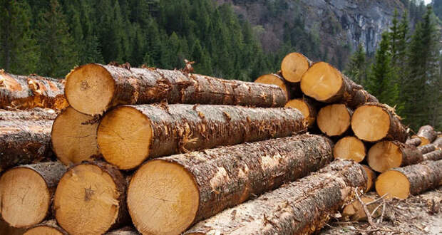 Запрет на вывоз русского леса заработал. Европа взвыла и начала жаловаться в ВТО ﻿