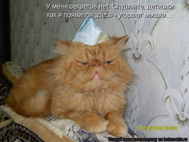 Лучшие котоматрицы недели (50 фото)