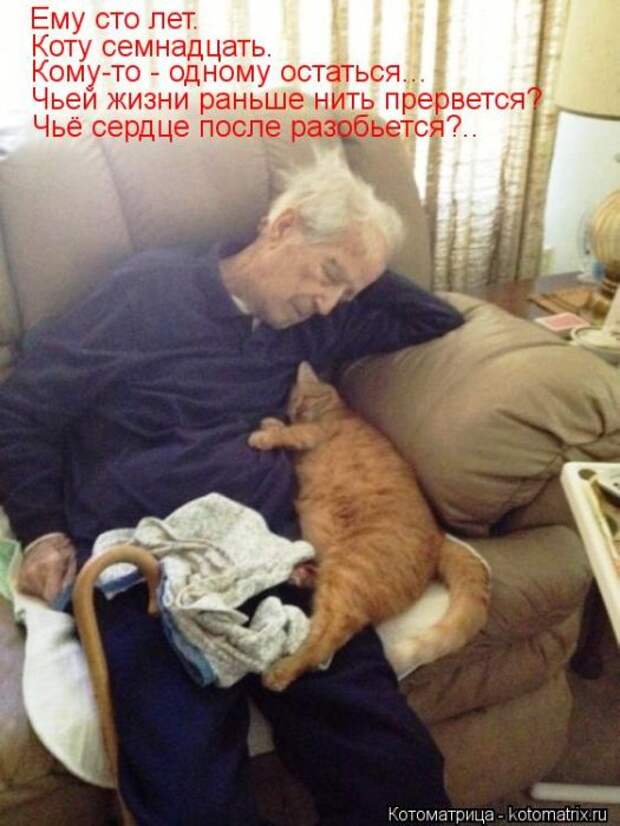 Котоматрицы(картинки с надписями)