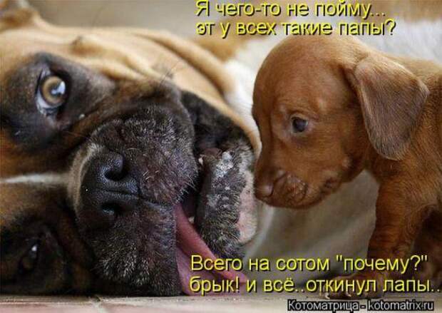 Котоматрицы(картинки с надписями)