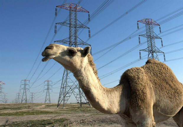 Верблюд среди ЛЭП в кувейтской пустыне