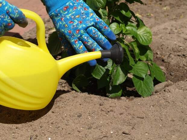 Gardener using a yellow watering can to water the plants