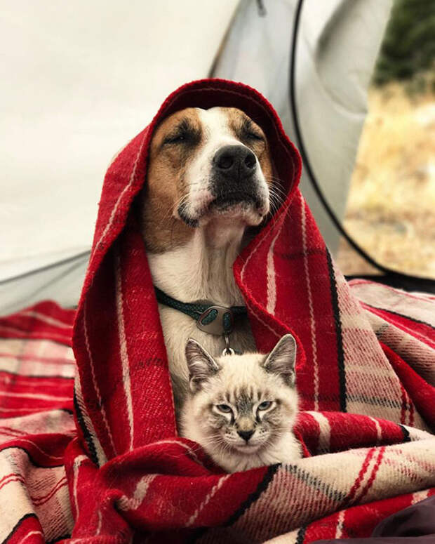 Фотографии кота и собаки, которые путешествуют по самым красивым местам Планеты