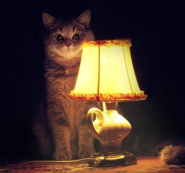 Про Васю вася, коробка, кот