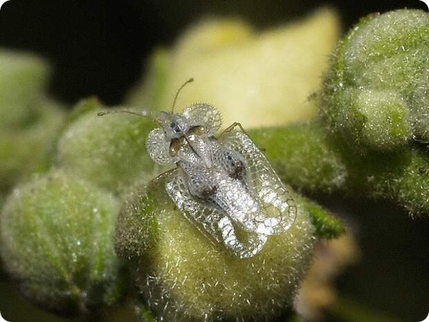 Кружевница Corythucha ciliata