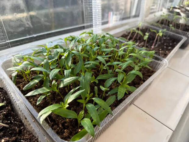 Тонкая и длинная рассада томатов станет крепкой за 7 дней: схема корневой и листовой подкормки