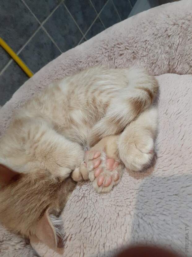 У этого котика по семь подушечек на каждой лапке