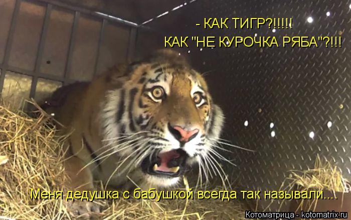 Котоматрица: - КАК ТИГР?!!!!! КАК "НЕ КУРОЧКА РЯБА"?!!! Меня дедушка с бабушкой всегда так называли....