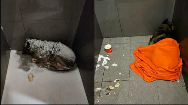 Россияне отменили «Додо Пиццу» за один день: Уроки челябинского скандала для российского бизнеса