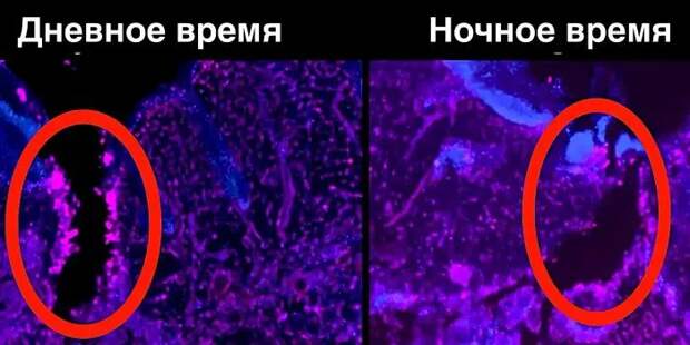 Почему раны, полученные днем, заживают быстрее ночных