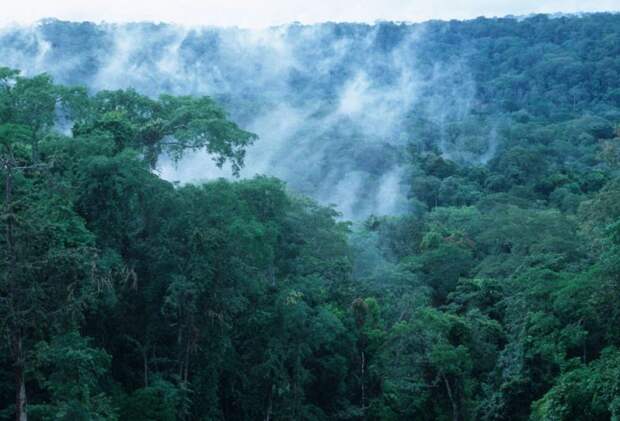 Самые грандиозные леса мира