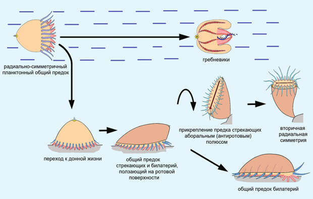 Рис. 2. Сценарий ранней эволюции основных групп многоклеточных животных