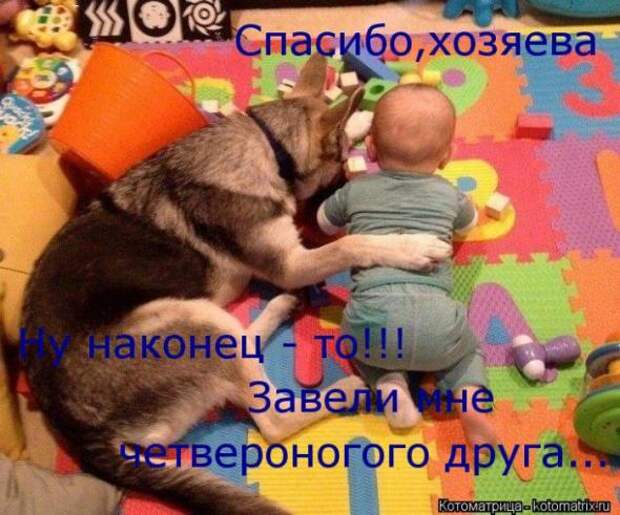 Котоматрицы(картинки с надписями)