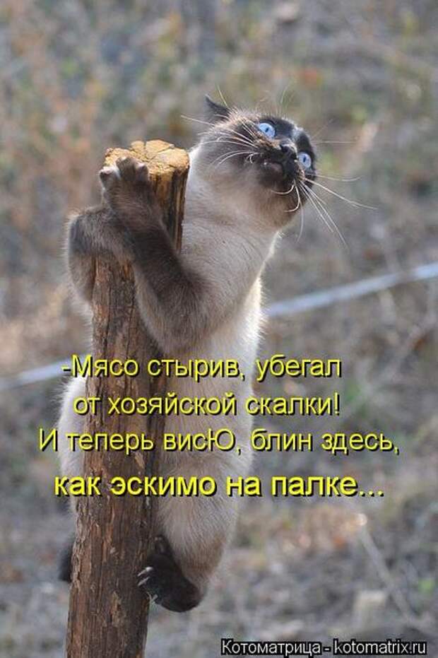 Котоматрицы (картинки с надписями)