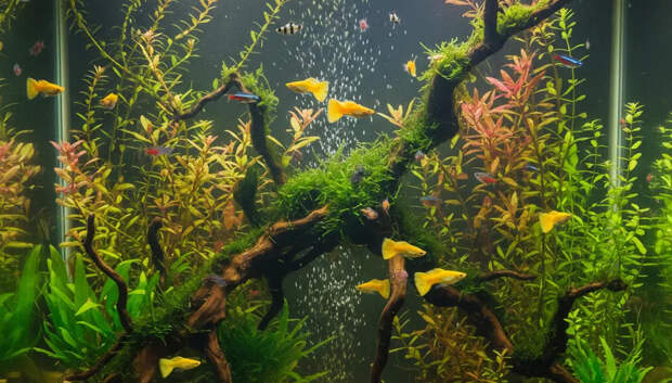 В центре Москвы приезжий мужчина разбил аквариум в "Доме Гоголя"