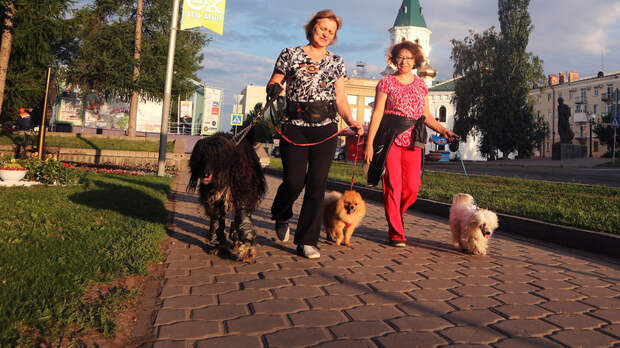 Площадки для выгула собак появятся во всех районах Ставрополя