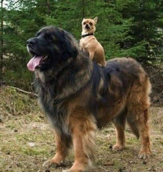 Стать хорошим наездником способен не каждый!