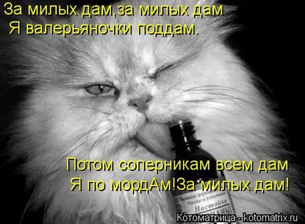 Мысли вслух :) 23 пушистые мыслишки