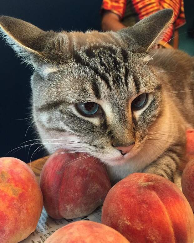 кот рядом с персиками