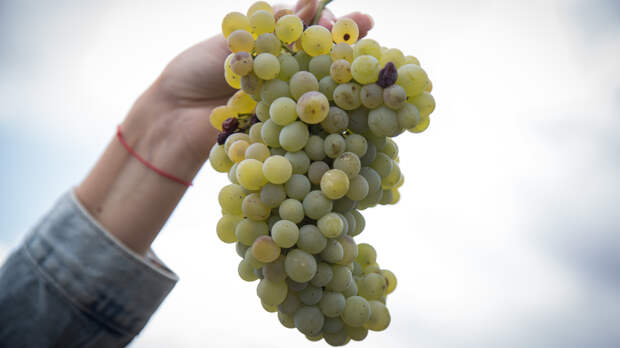 С 2014 по 2020 год благодаря увеличению господдержки в Крыму заложено более 4 тысяч гектаров виноградников