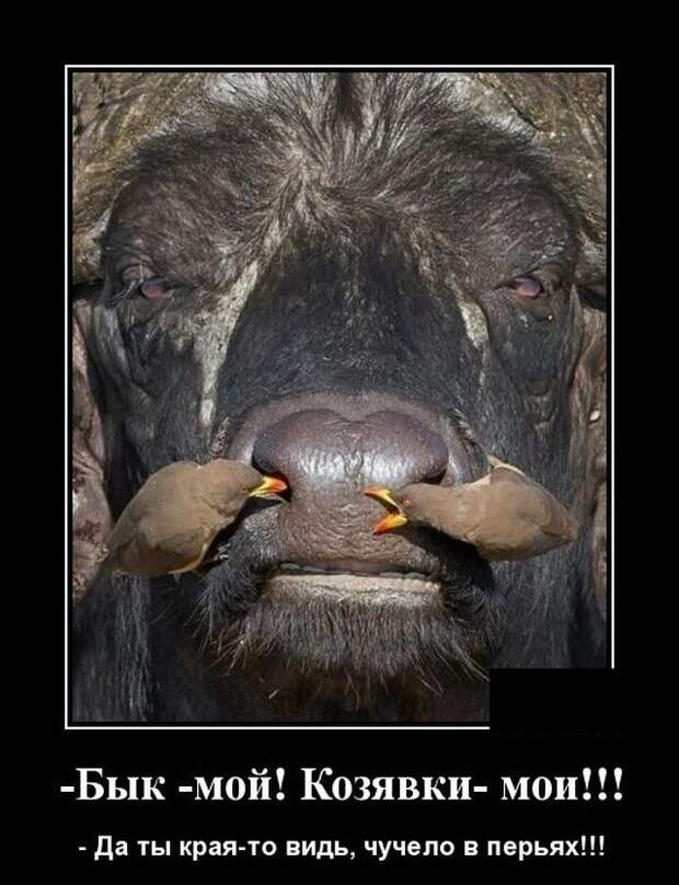 demotivatory-demotivator-smeshnye-demotivatory-demotivator-so-smyslom