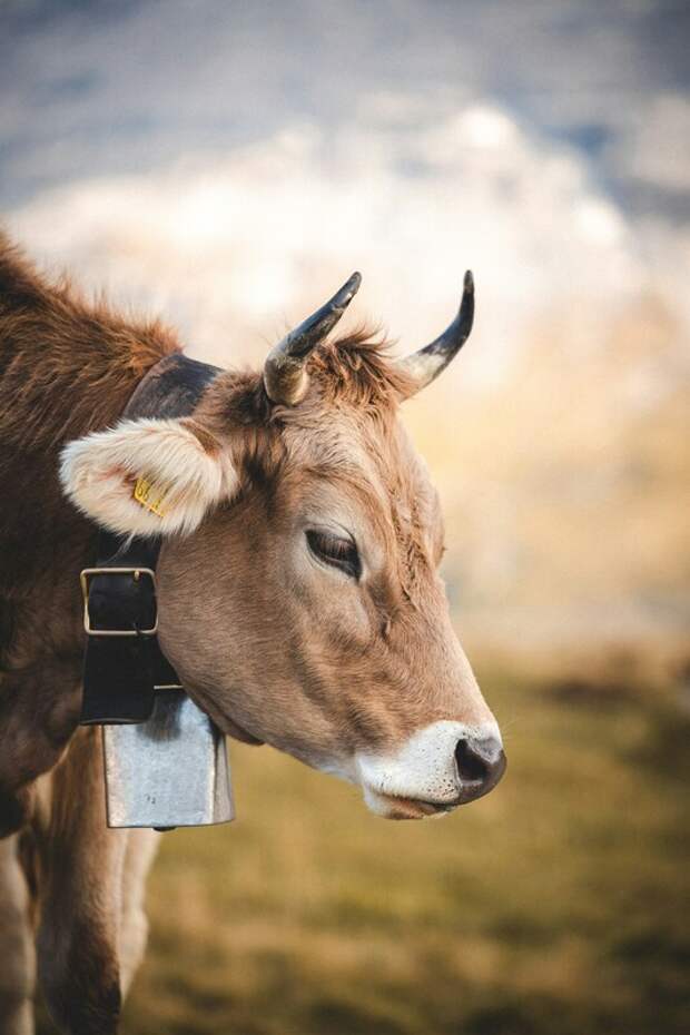 Представлены первые в мире спутниковые ошейники для управления стадом скота