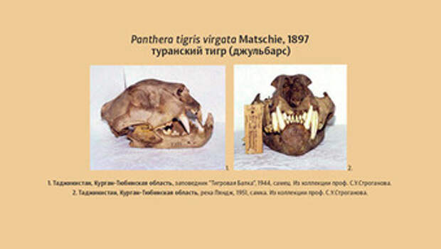 В Казахстан вернут опаснейшего хищника, истребленного полвека назад