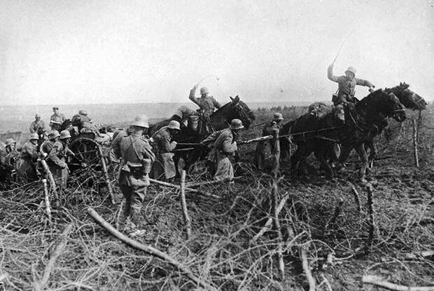Животные в годы Первой Мировой войны война, животные