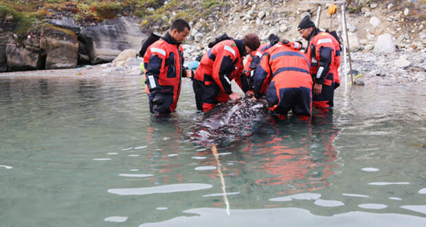 researchers stand in the water with a narwhal 