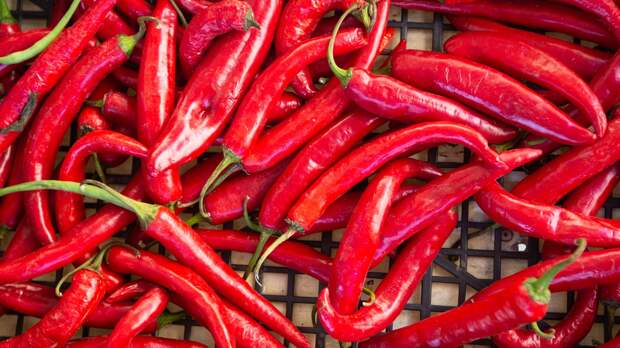 Агроном Абрамова: на подоконнике в квартире можно вырастить до 1,5 кг перца