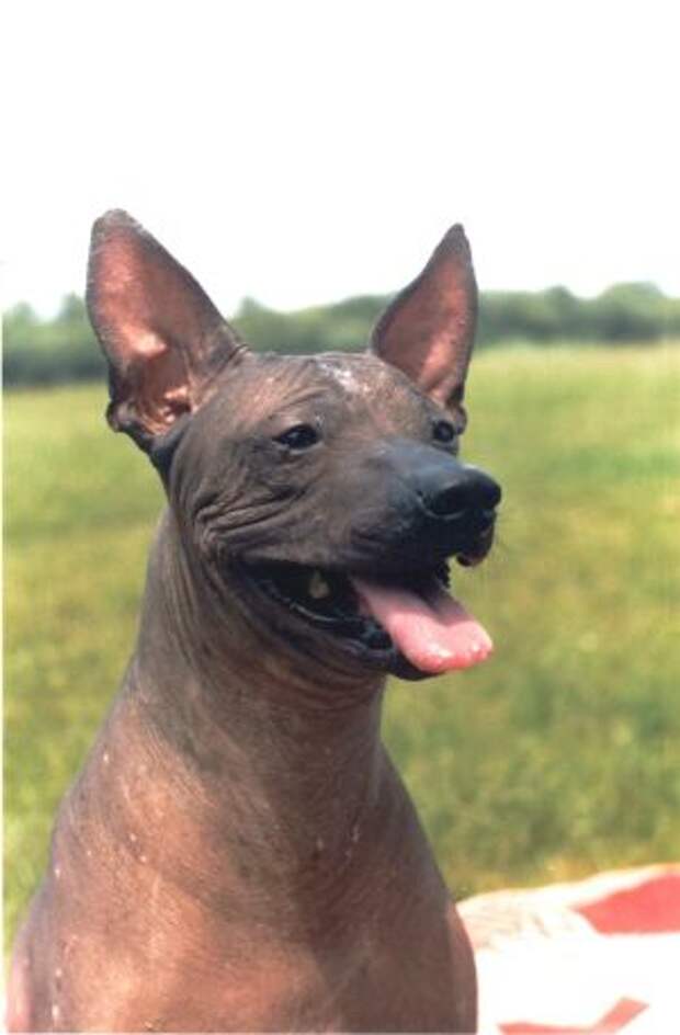 Ксолойтцкуинтли, голая мексиканская собака