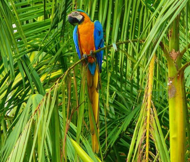 Amazonas16 Большое фотопутешествие по лесам Амазонки