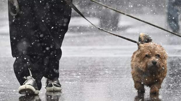 Синоптик Ильин: сильный снегопад ожидается в Подмосковье 27 — 28 апреля