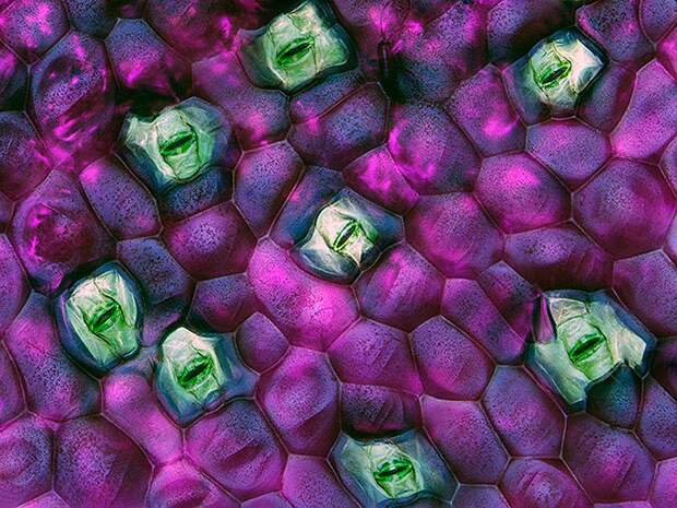 Nikonsmallworld05 10 лучших фотографий с конкурса Nikon Small World