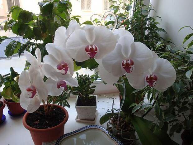 Картинки по запросу орхидеи в домашних условиях