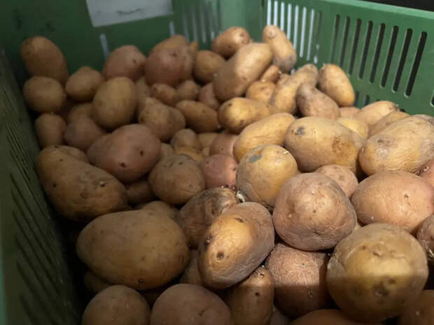 Сыпьте горсть в лунку — картошка полезет так, что погреб лопнет по швам