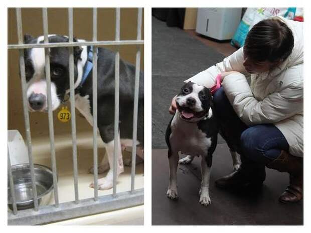 Омичам предоставлена возможность выбирать питомца