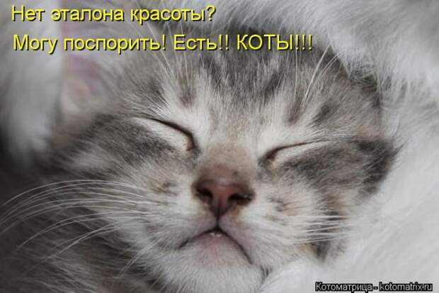 Мысли вслух :) 23 пушистые мыслишки