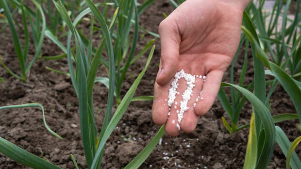 Подкармливаю чеснок весной минимум 3 раза – и головки вырастают размером с кулак