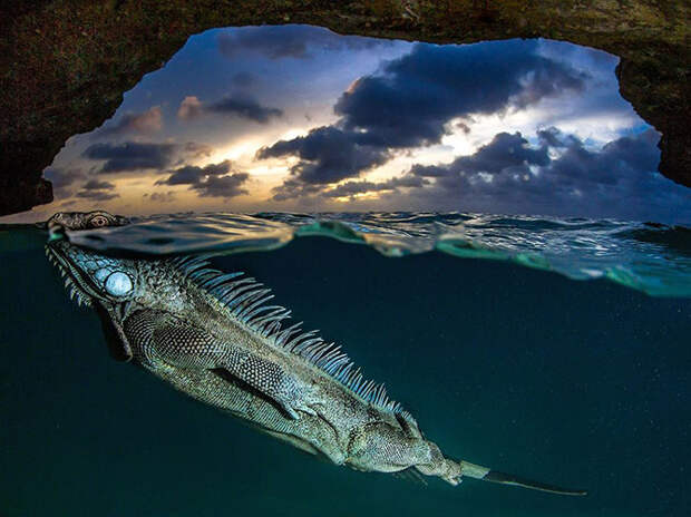 Лучшие фотографии National Geographic сентября 2014