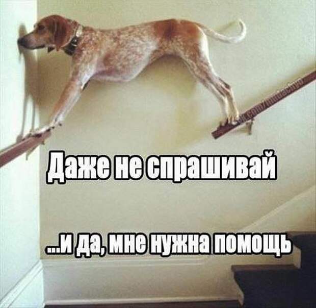 Анекдоты и прикольные картинки