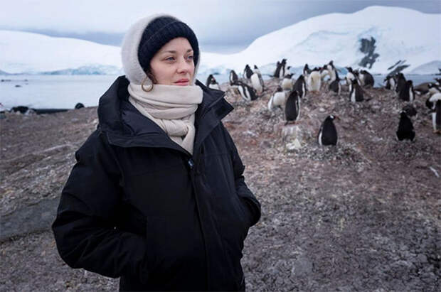 В гости к пингвинам: Марион Котийяр рассказала о своей поездке в Антарктиду