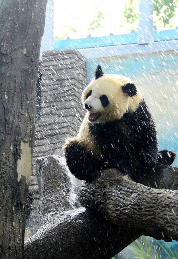 Душ для больших панд в жаркий пекинский день в мире, дождь, животные, зоопарк, милота, панда