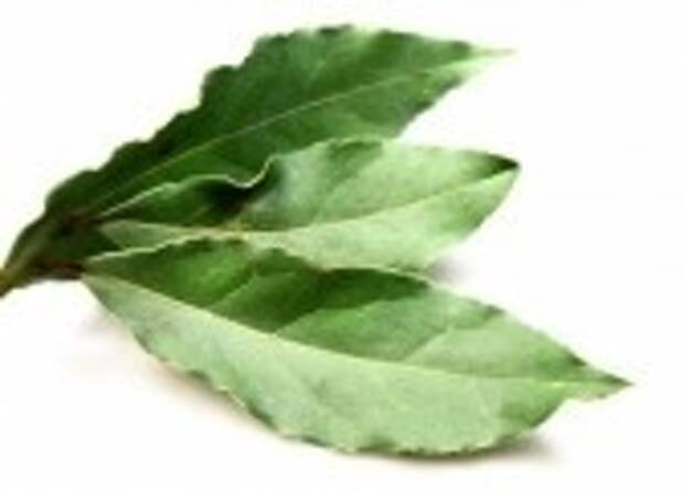 4557501_6709027aromaticbayleaveslaurelisolatedoverwhitebackground (168x121, 6Kb)