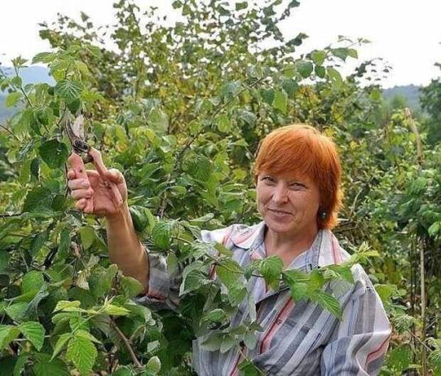 Секреты хорошего урожая малины. Секреты хорошего урожая малины.
